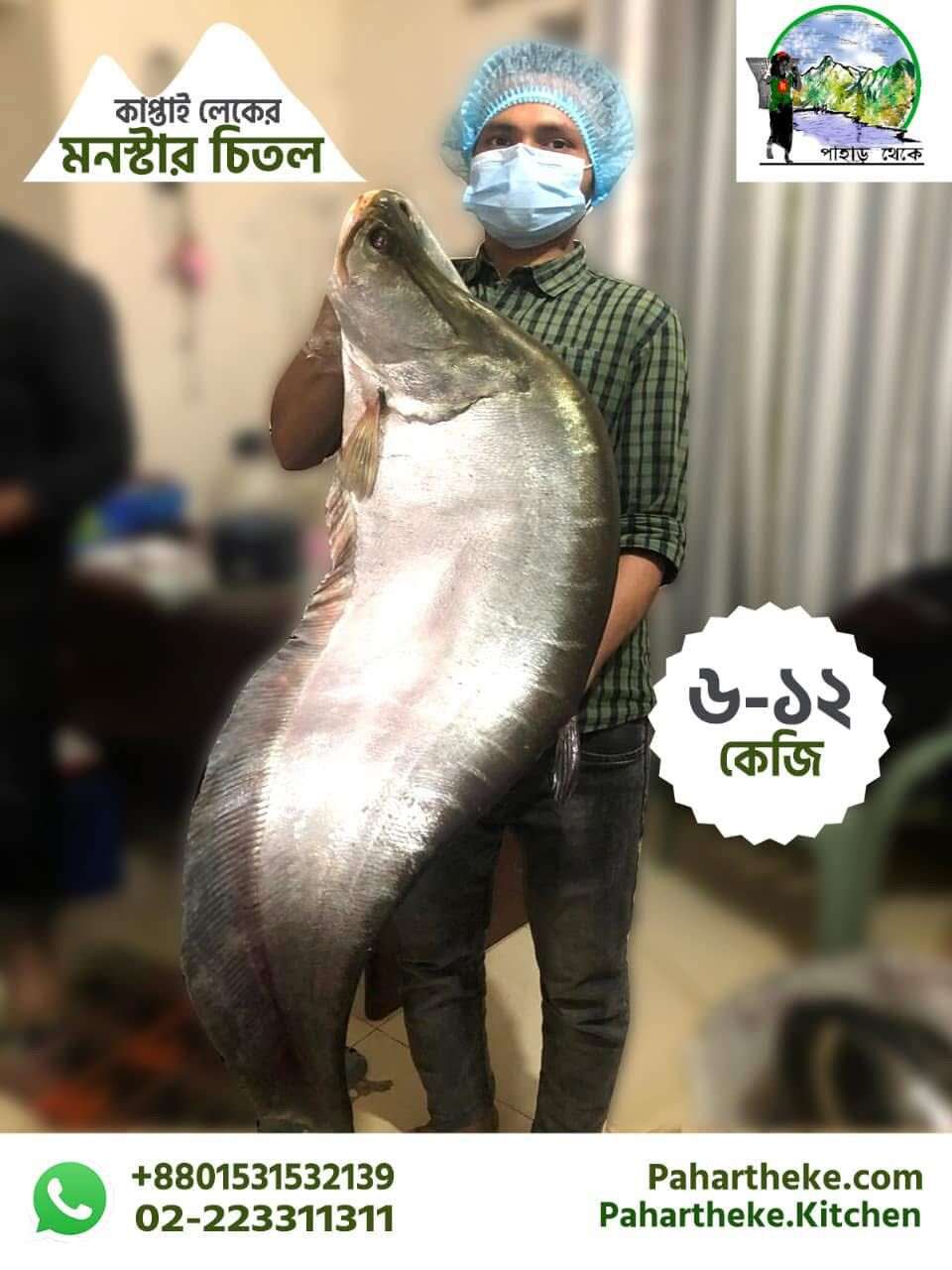Kaptai Big Chitol- 8-15 kg- Kaptai fish