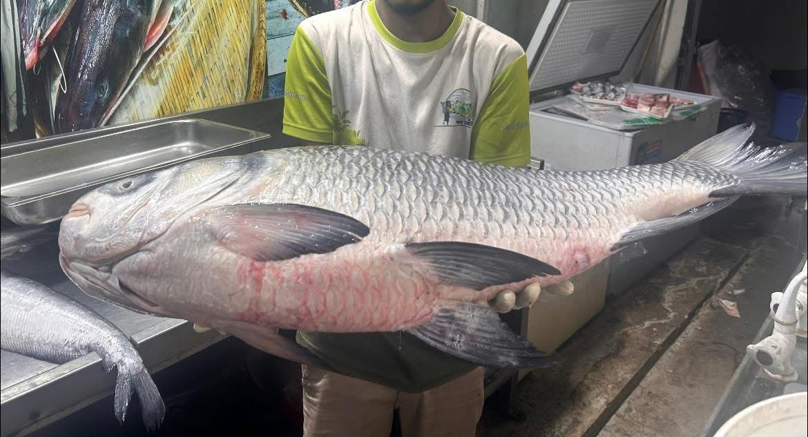 Kaptai Katol 10-20 kg- Kaptai fish