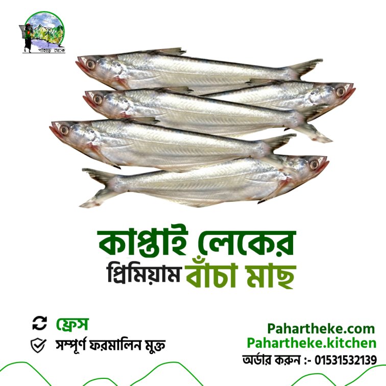 Bacha Fish - বাচা মাছ | | - Pahar Theke