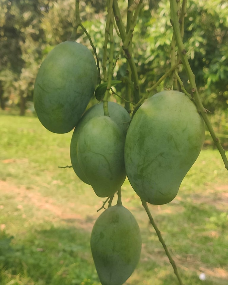 পাহাড়ি আম্রুপালি আম ( প্রিমিয়াম )