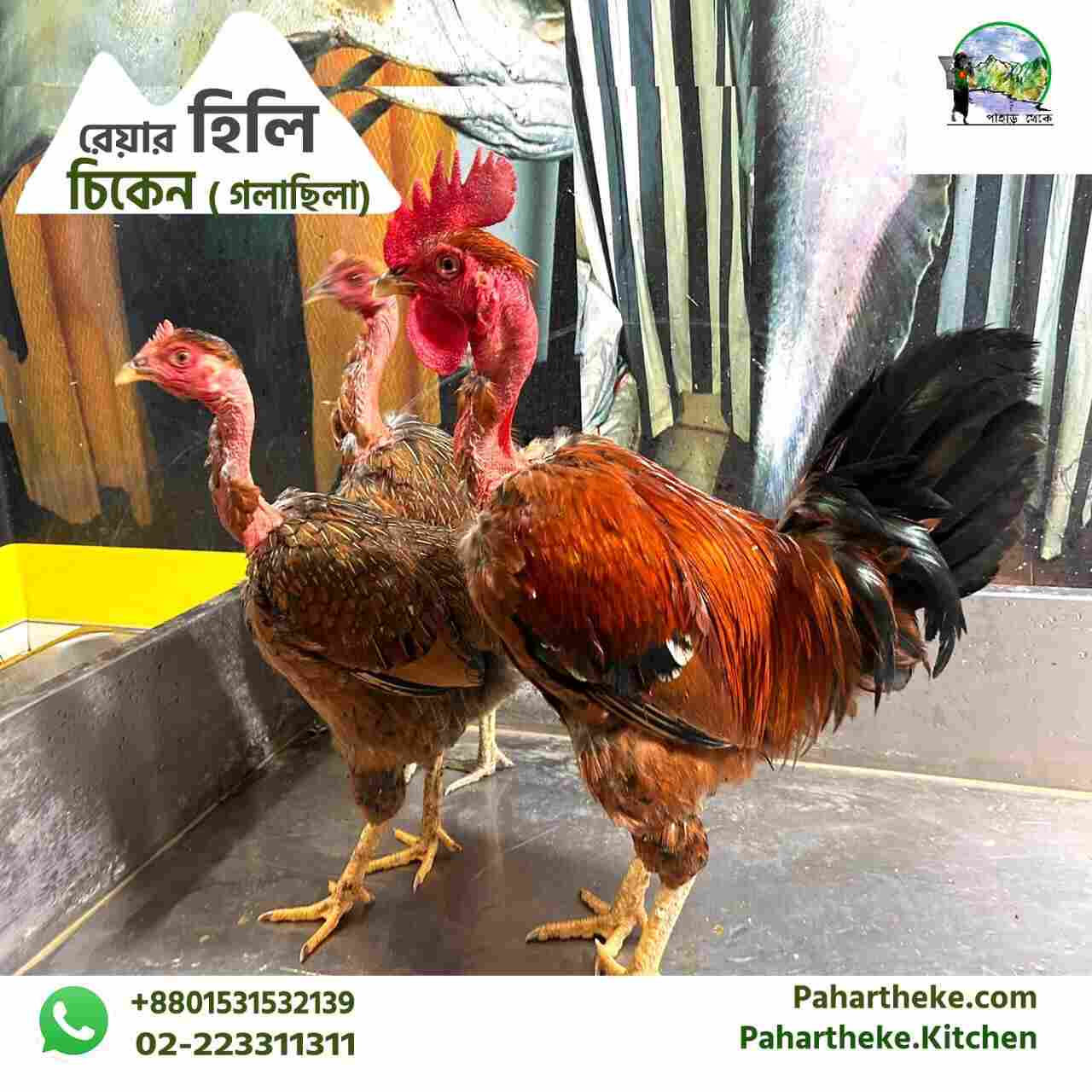 হিলি গলাছিলা | Pahari Desi Chicken Online – Pahar Theke