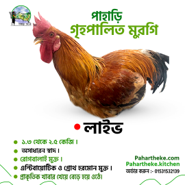 Mountain chicken | পাহাড়ি দেশি মুরগি ( লাইভ )  | - Pahar Theke