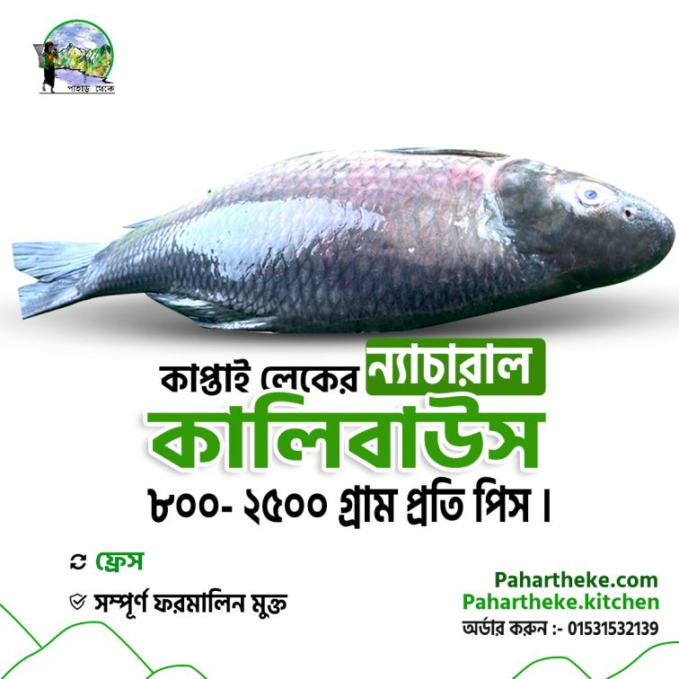 Kali baush fish - কালিবাউশ মাছ  Kaptai Leke fish | - Pahaht Theke