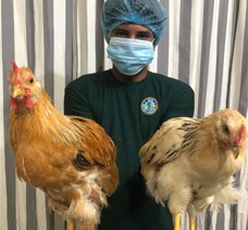 Hilly Chicken, duck, beef & mutton